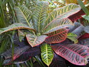 Codiaeum Variegatum